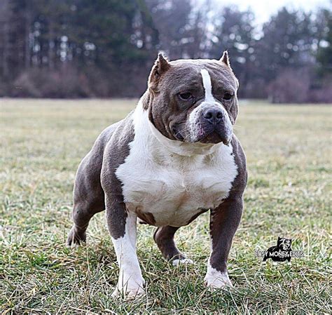 american bully standard puppies for sale|american bullies for sale near me.